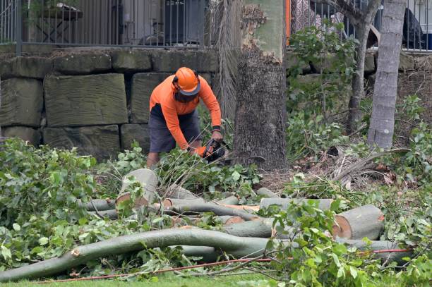 Best Tree Removal Near Me  in Ingleside, TX